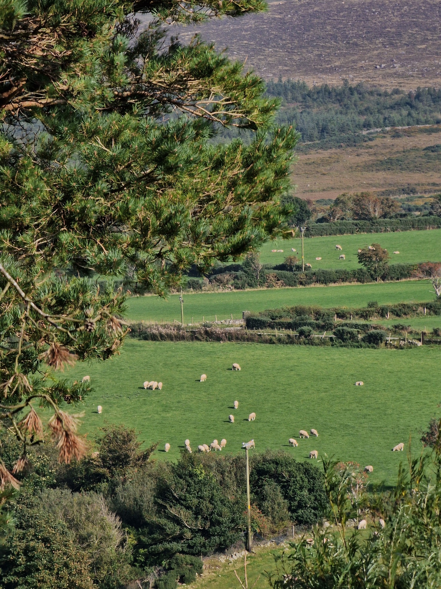 Sheep Grazing in the Mournes - a very common view